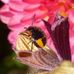Agonoscelis rutila by VanessaC