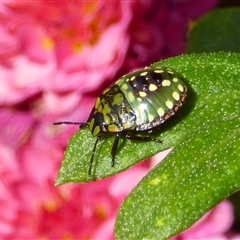 Nezara viridula by VanessaC