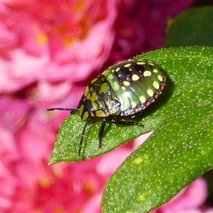 Nezara viridula by VanessaC