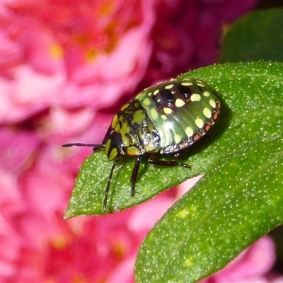 Nezara viridula by VanessaC