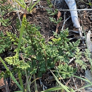 Cheilanthes sieberi at Latham, ACT - Today by Jennybach