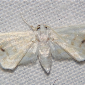 Unverified Pyralid or Snout Moth (Pyralidae & Crambidae) at Wooroonooran, QLD - 22 Oct 2008 by PJH123