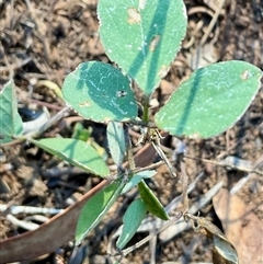 Glycine tabacina (Variable Glycine) at Latham, ACT - 3 May 2025 by Jennybach