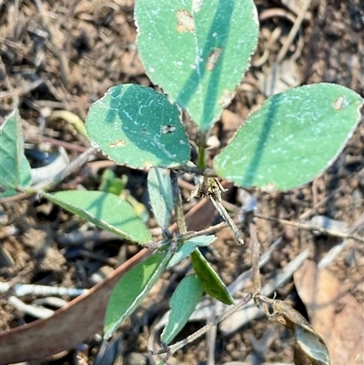 Glycine tabacina (Variable Glycine) at Latham, ACT - 3 May 2025 by Jennybach