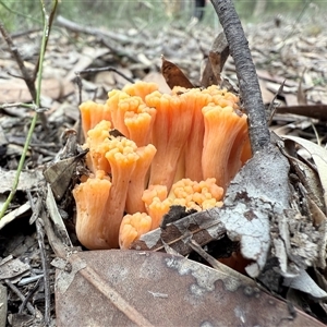 Ramaria sp. (genus) at Laguna, NSW - Today by MartinPredavec