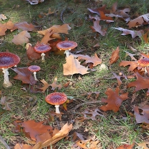 Amanita muscaria at Parkes, ACT - Today by TimL