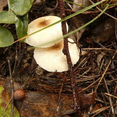Unverified Cap on a stem; gills below cap [mushrooms or mushroom-like] by Paul4K