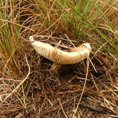 Unverified Cap on a stem; gills below cap [mushrooms or mushroom-like] by Paul4K