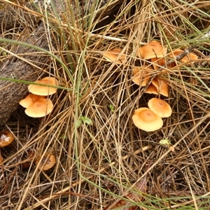 Unverified Cap on a stem; gills below cap [mushrooms or mushroom-like] by Paul4K