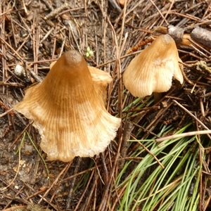 Unverified Cap on a stem; gills below cap [mushrooms or mushroom-like] by Paul4K
