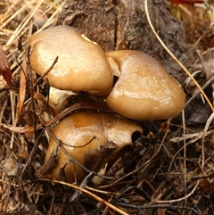 Unverified Other non-black fungi  by Paul4K
