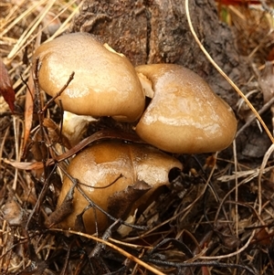 Unverified Other non-black fungi  by Paul4K