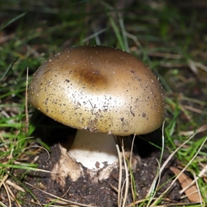 Amanita phalloides at Parkes, ACT - Today by TimL