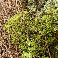 Unverified Lichen by Paul4K