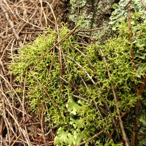 Unverified Lichen by Paul4K