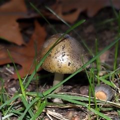 Amanita phalloides at Parkes, ACT - 3 May 2025 by TimL