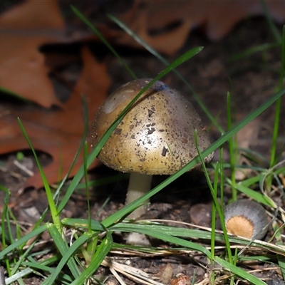 Amanita phalloides at Parkes, ACT - 3 May 2025 by TimL