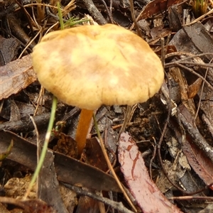 Unverified Cap on a stem; gills below cap [mushrooms or mushroom-like] by Paul4K