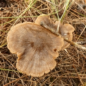 Unverified Cap on a stem; gills below cap [mushrooms or mushroom-like] by Paul4K