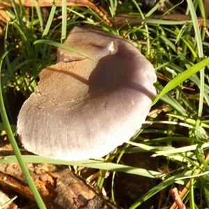 Unverified Cap on a stem; gills below cap [mushrooms or mushroom-like] by Paul4K