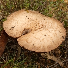 Unverified Cap on a stem; gills below cap [mushrooms or mushroom-like] by Paul4K