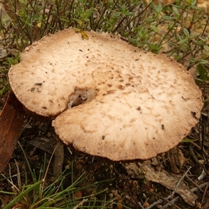 Unverified Cap on a stem; gills below cap [mushrooms or mushroom-like] by Paul4K