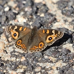 Junonia villida (Meadow Argus) at Fyshwick, ACT - 2 May 2025 by RodDeb