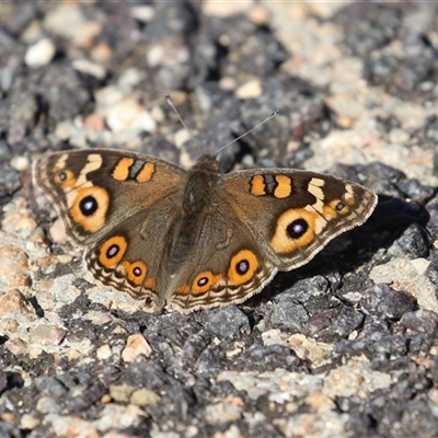 Junonia villida (Meadow Argus) at Fyshwick, ACT - 2 May 2025 by RodDeb