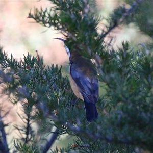 Acanthorhynchus tenuirostris at Fyshwick, ACT - Yesterday by RodDeb