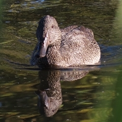 Stictonetta naevosa (Freckled Duck) at Fyshwick, ACT - 2 May 2025 by RodDeb