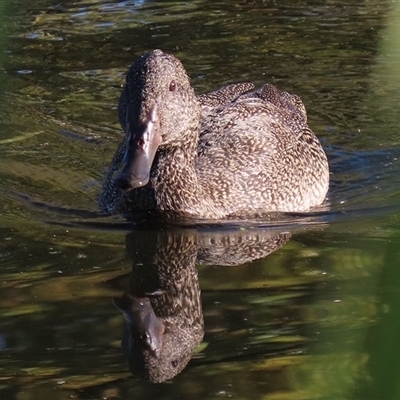 Stictonetta naevosa (Freckled Duck) at Fyshwick, ACT - 2 May 2025 by RodDeb