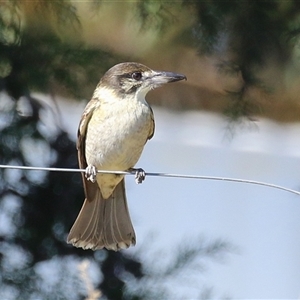 Cracticus torquatus at Fyshwick, ACT - Yesterday by RodDeb