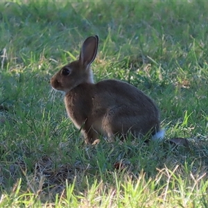 Oryctolagus cuniculus (European Rabbit) at Fyshwick, ACT - Yesterday by RodDeb