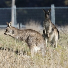 Macropus giganteus (Eastern Grey Kangaroo) at Fyshwick, ACT - Yesterday by RodDeb
