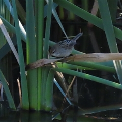 Acrocephalus australis at Fyshwick, ACT - 2 May 2025 by RodDeb