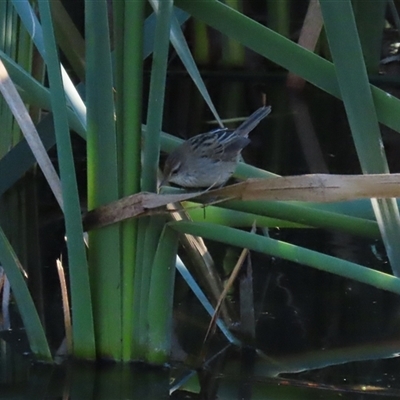 Acrocephalus australis at Fyshwick, ACT - 2 May 2025 by RodDeb