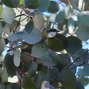 Melithreptus lunatus at Fyshwick, ACT - Yesterday by RodDeb