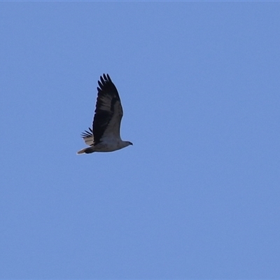 Haliaeetus leucogaster (White-bellied Sea-Eagle) at Fyshwick, ACT - 2 May 2025 by RodDeb