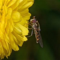Melangyna sp. (genus) (Hover Fly) at Downer, ACT - 3 May 2025 by RobertD