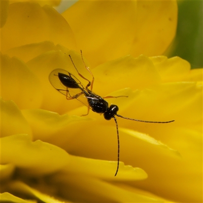 Unverified Wasp (Hymenoptera, Apocrita) at Downer, ACT - 3 May 2025 by RobertD