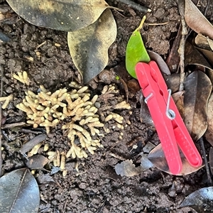Unverified Coralloid fungus, markedly branched at Jiggi, NSW - Today by Taulangau