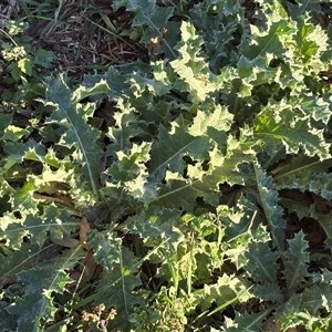 Onopordum acanthium at Symonston, ACT - Today by Mike