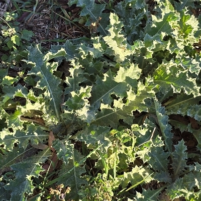 Onopordum acanthium (Scotch Thistle) at Symonston, ACT - Yesterday by Mike