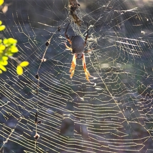 Trichonephila edulis (Golden orb weaver) at Symonston, ACT - Today by Mike
