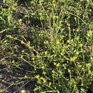 Hirschfeldia incana at Symonston, ACT - Today by Mike