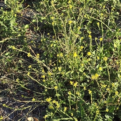Hirschfeldia incana (Buchan Weed) at Symonston, ACT - Yesterday by Mike