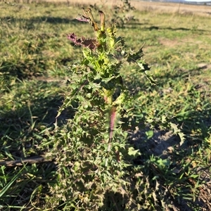 Sonchus asper at Symonston, ACT - Today by Mike