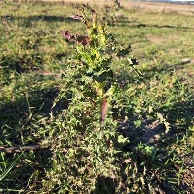 Sonchus asper (Prickly Sowthistle) at Symonston, ACT - Yesterday by Mike