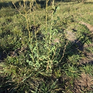 Sonchus oleraceus at Symonston, ACT - Today by Mike