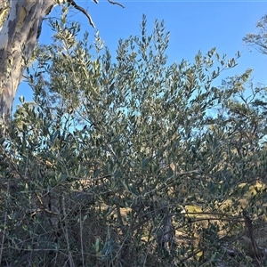 Olea europaea subsp. cuspidata at Symonston, ACT - Today by Mike